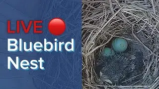 LIVE BLUEBIRD NEST CAM - 11 Days Old