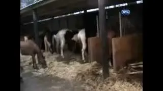 Extreme Cruelty of Helpless Horses