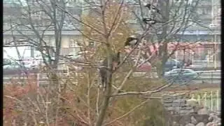kot i sroki