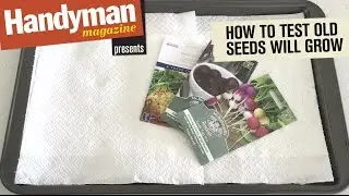 How To Check Old Seeds Will Sprout