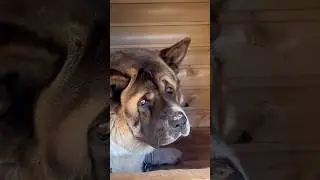 Мой любимый мишка ♥️🥹 #собакены
