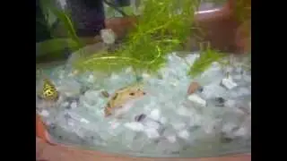 金娃娃來我們家的第一頓大餐.MOV