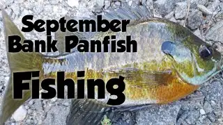 Bank Panfishing September,  how to catch them!!