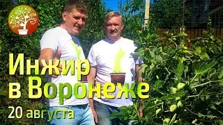 Инжир нормирование урожая