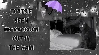 1703) Tootsie seen (Mr Raccoon) out in the Rain ☔️