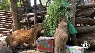 Nuestro Capibara, Chispi, recibió su regalo de Navidad