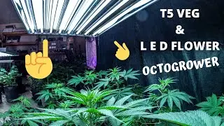 T5 Veg LED flower | OTOGROWER
