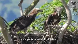 Sibling Rivalry SEA EAGLE Chicks