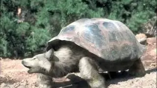 Amazing Morphed Animals - Photoshop Weirdness