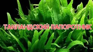 ТАИЛАНДСКИЙ ПАПОРОТНИК. СОДЕРЖАНИЕ В АКВАРИУМЕ