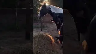 Пегас нянька