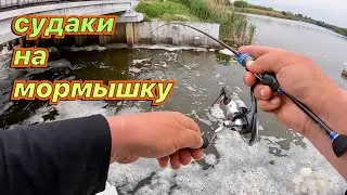 Судаки,плотва,окунь.Мормышинг/наноджиг.