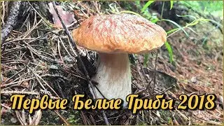 ПЕРВЫЕ БЕЛЫЕ ГРИБЫ |  Новый лес, новые эмоции | Сбор летних грибов в июле