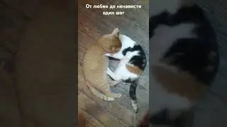 From love to hate one step