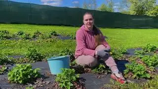 Огород в деревне не нужен? Посадили клубнику в огороде