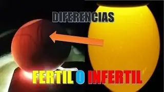 ¿Como saber si un HUEVO es FERTIL o tiene pollito adentro? OVIOSCOPIA