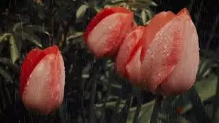 Дождь