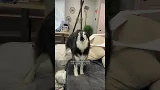 two truths and a lie: husky mom edition. 