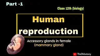 Mammary gland structure