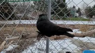 1485, 2020 bird
