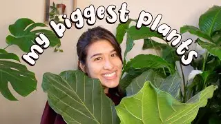 The BIGGEST Houseplants In My Plant Collection