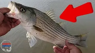 Fishing For Angry Nebraska Wipers aka Hybrid Striped Bass With Walmart Ozark Trail OTX Rod ABU MaxZ