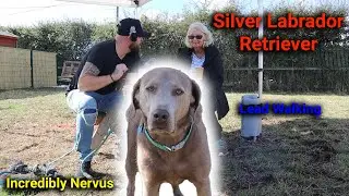 Incredibly Nervous Silver Lab 1:1 Dog Training Session With Professional Dog Trainer!