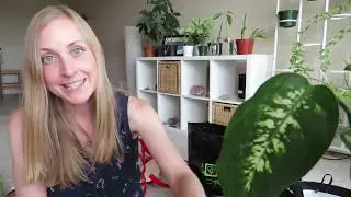 Kan du forstå meg? Canadian grocery haul