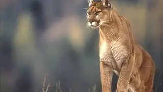 Мир природы и животных слайдфильм