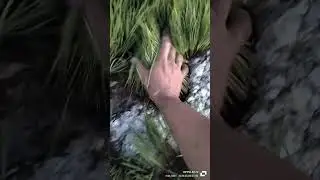 hasil semai bibit padi dengan media baner/karung.. #petani #petanimilenial #sawah #padi