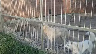 Волки сегодня в хорошем настроении🐺🐾 ПАРК ЗЕМЛЯ ПРАЙДА 🌿
