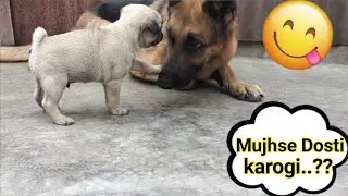 German Shepherd & Pug Playing with each other.