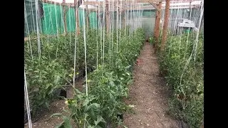 Greenhouse Tomatoes: A Review of Vegetable Crops as of the End of May 2019