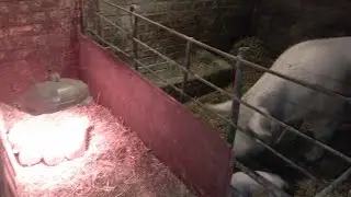 Тиждень  після опоросу