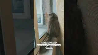 РЕАКЦИЯ КОТА НА ПОПУГАЕВ! 
