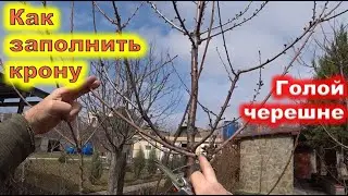 КАК ОБРЕЗАТЬ ЧЕРЕШНЮ с узкой кроной на расширение.