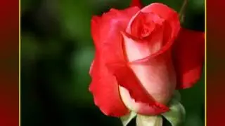 Парад роз.avi