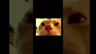 ПЕРДАНИ У У У У!