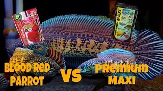 BLOOD RED PARROT VS PREMIUM MAXI DENGAN IKAN YANG SAMA CHANNA AURANTI