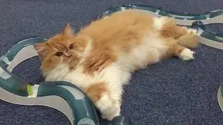 Fluffy cat playing with toys