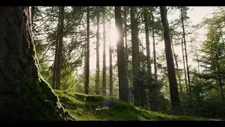 “Simple Wonders of Nature” #SemSimpleTV #naturelovers #naturebeauty
