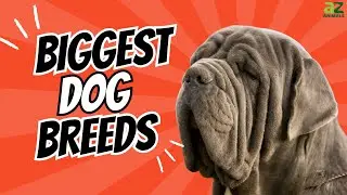 The Top 10 Biggest Dogs Breeds