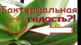 Орхидея:БАКТЕРИАЛЬНАЯ ГНИЛЬ,суровое ЛЕЧЕНИЕ,чудо.Phal.'Purple Rain' (фаленопсис 