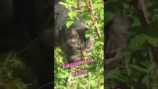 НЕЗВАННЫЙ ГОСТЬ. ХИЩНИК НА ОХОТЕ