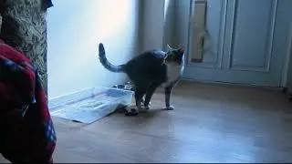 Кот насрал мимо лотка и решил зарыть в ламинат