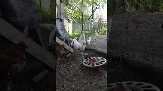 будильник