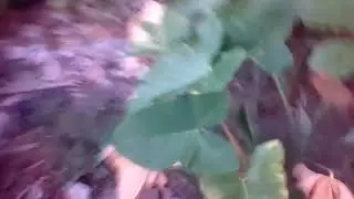 ngentot di kebun bokep