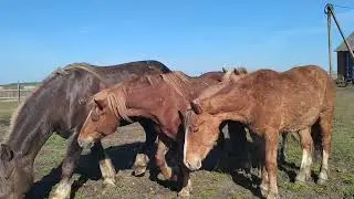 Барыня пристаёт к жеребцу