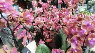 Сочи! У нас восхитительный завоз орхидей.. 😍🦋