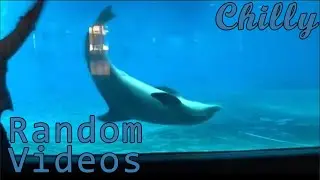 Dolphin Doing The Flip
